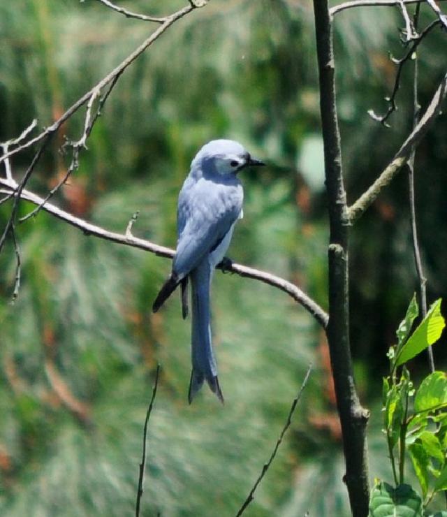 ashy drongo
